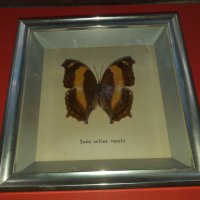 Пеперуда в рамка, снимка 2 - Антикварни и старинни предмети - 42977254