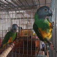Сенегалски папагали чифт , снимка 4 - Папагали - 43090238