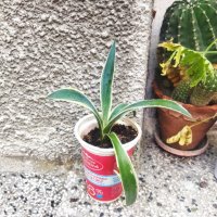 Американско пъстро Агаве (Agave americana variegata) или Столетник с пъстри листа, снимка 4 - Стайни растения - 34958501