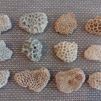 уникални корали от Индийския океан , снимка 1 - Оборудване за аквариуми - 39547934