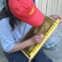 Пчелни майки, отводки и кошери по програмите 2024 ( - 10% ), снимка 1 - За пчели - 43931137