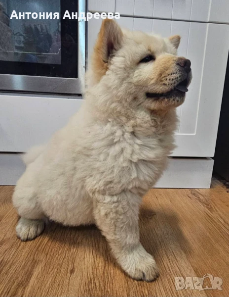 Женско Чау-Чау на две ваксини,здраво и игриво ., снимка 1