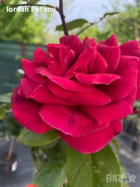 Щамбова роза, снимка 1