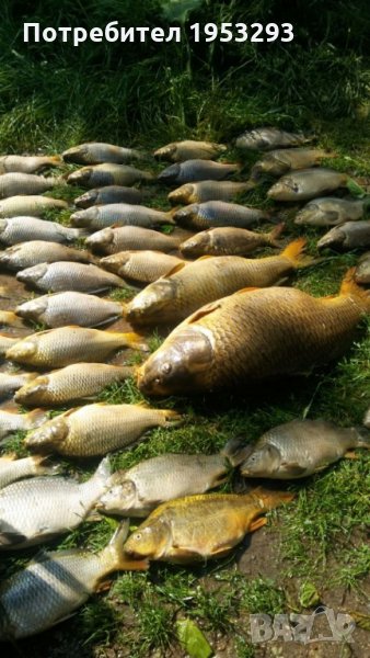 Риба от 1 до 6 кила див шаран за консумация и спортен риболов., снимка 1