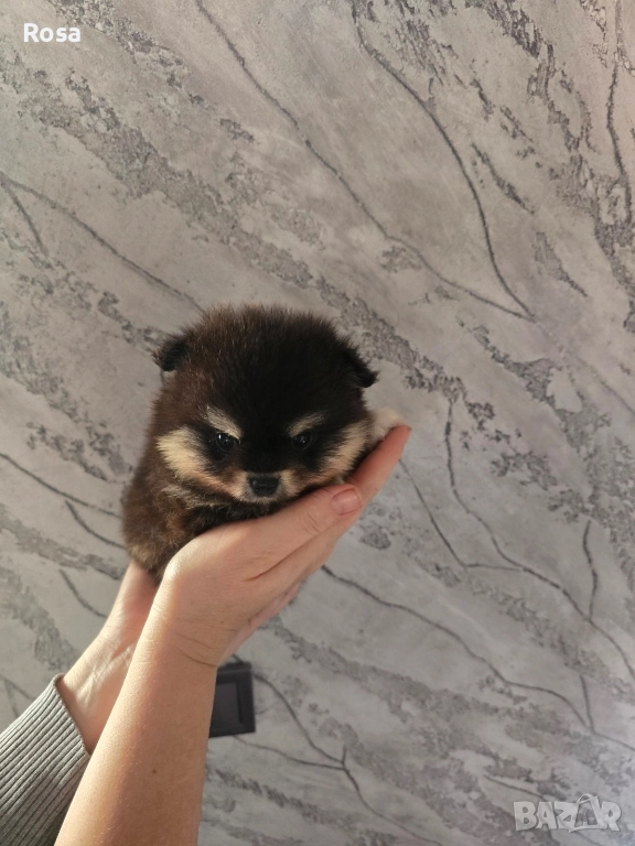 Продавам померани , снимка 1