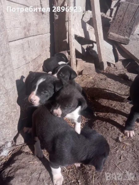 Бордър коли, снимка 1