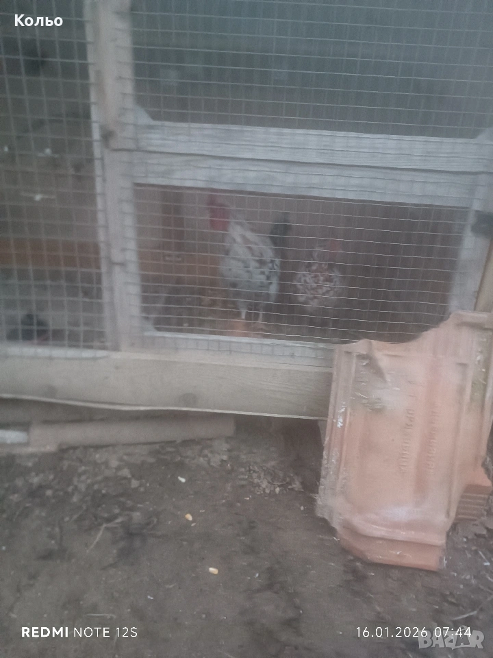 Декоративно петле , снимка 1