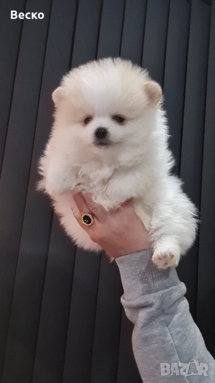 Померан-мъжко , снимка 1