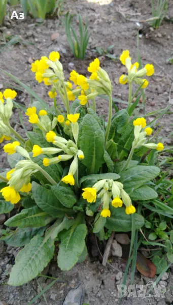 Продавам цветя Иглика (горска), снимка 1