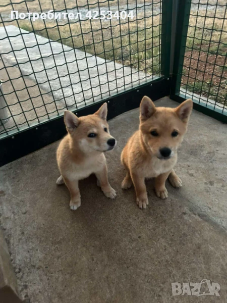 Шиба Ину на 3 месеца, снимка 1