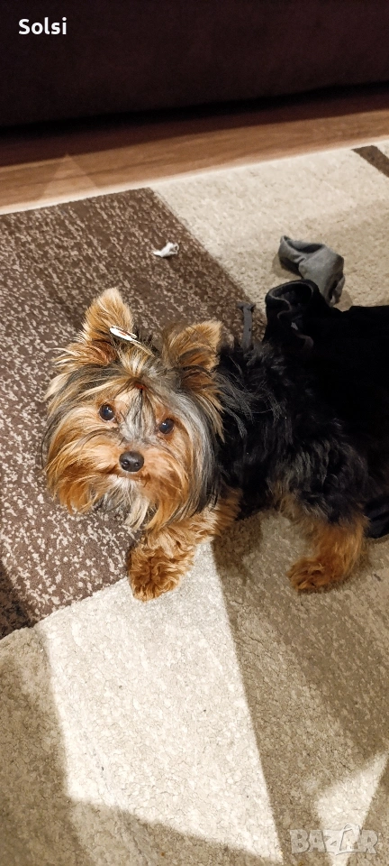 мини йорки , снимка 1