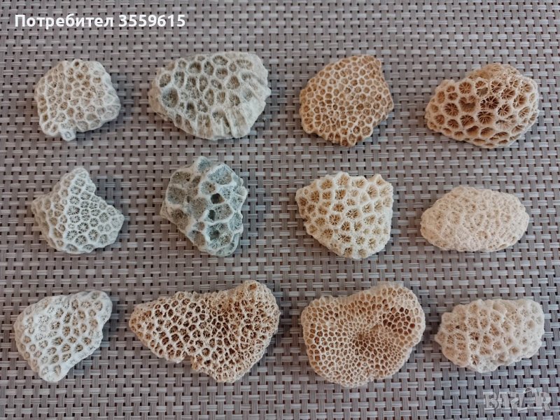 уникални корали от Индийския океан , снимка 1