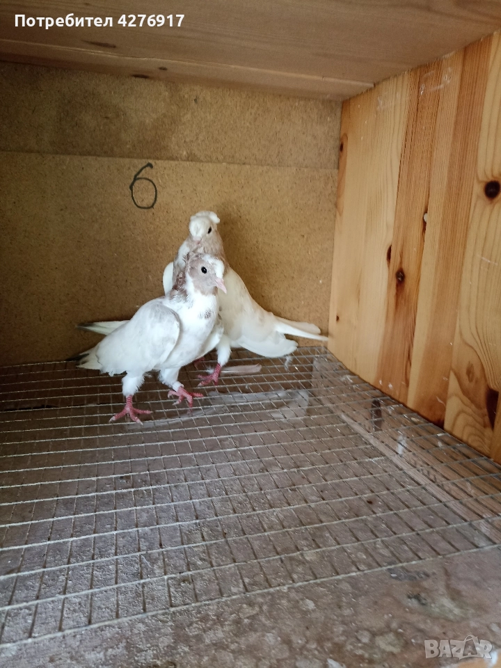 высоколетни и вьртлеви Гьльби , снимка 1