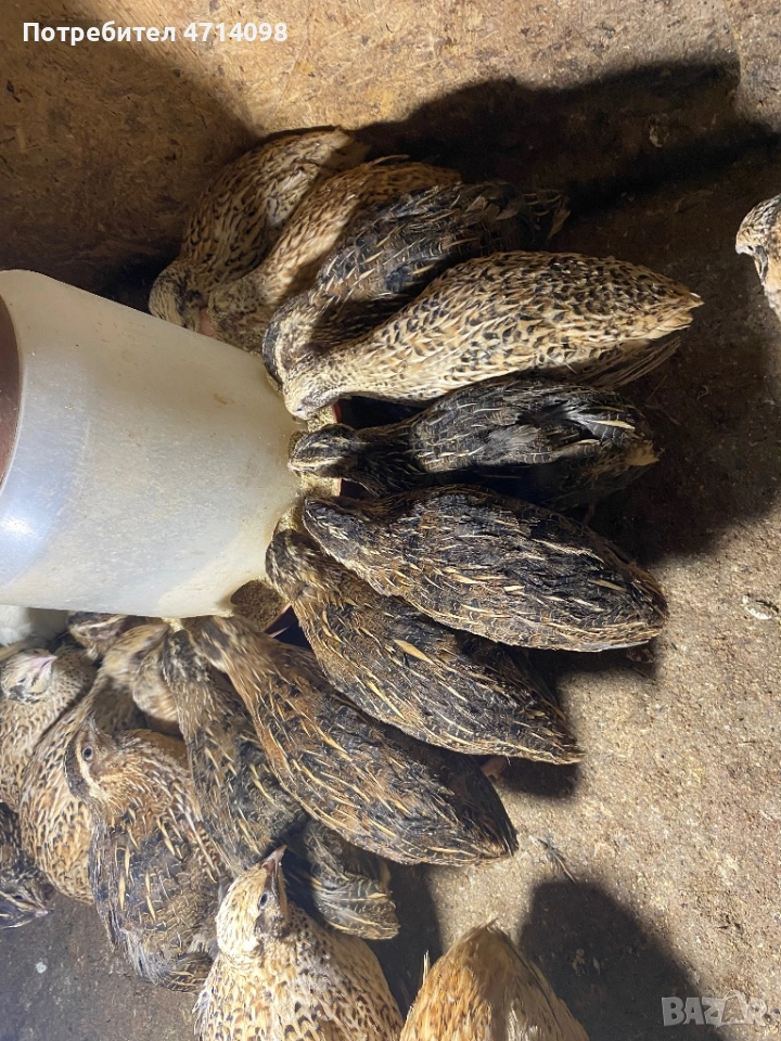 Пъдпъдъче месо/За консумация , снимка 1