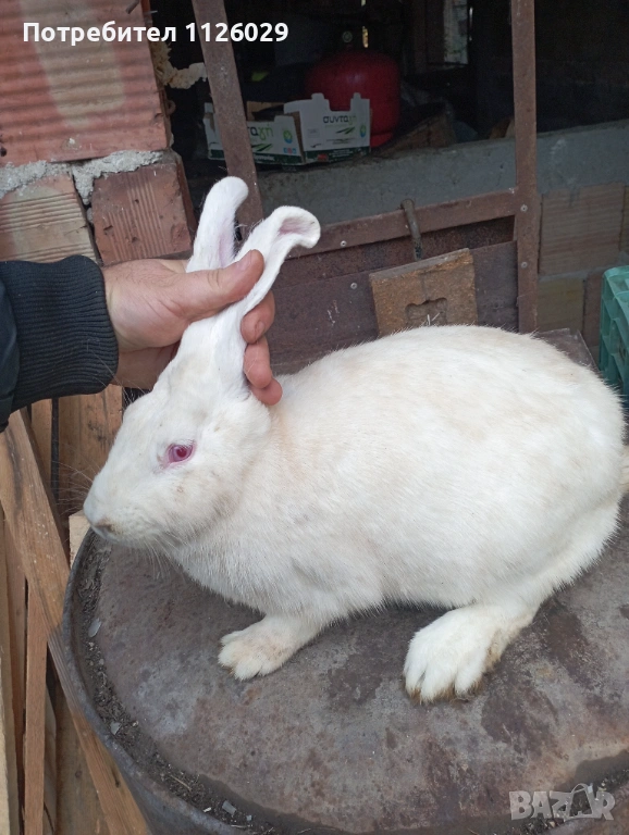 Мъжки заек порода цика, снимка 1