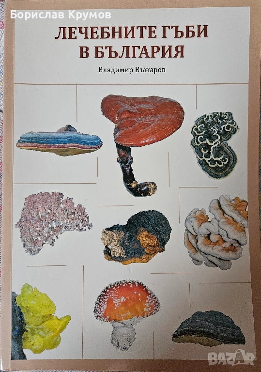 Лечебните гъби в България - Владимир Въжаров, снимка 1
