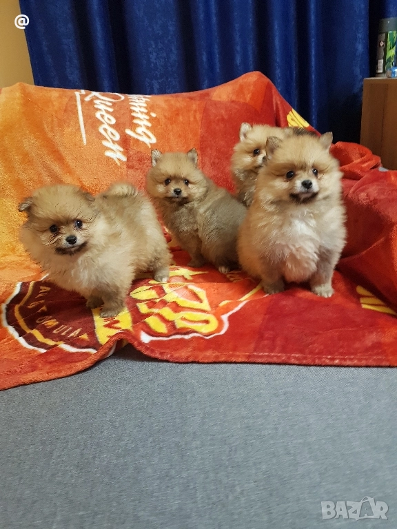 Померан померанчета Гр София снимки от днес 05.12.2025г, снимка 1