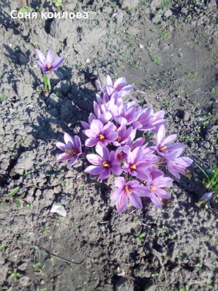 шафранов минзухар луковици, снимка 1