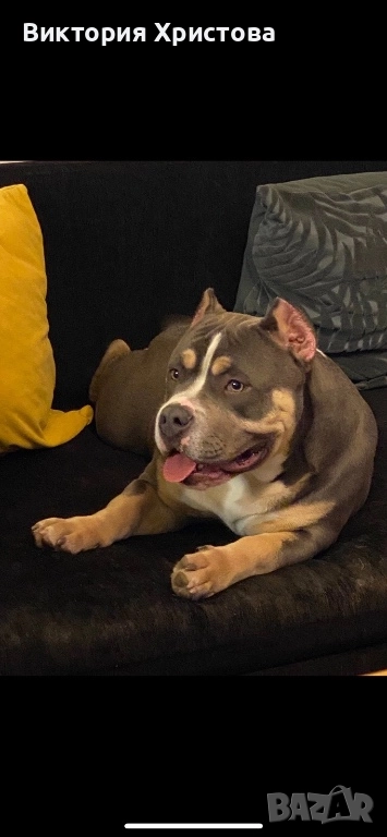 Американско Були покет, снимка 1