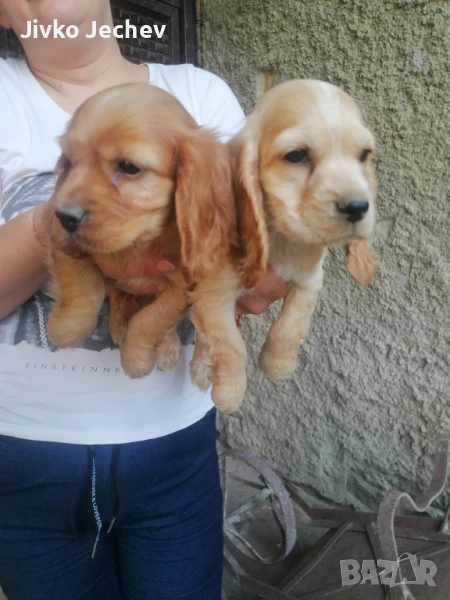 Кокер шпаньол , снимка 1