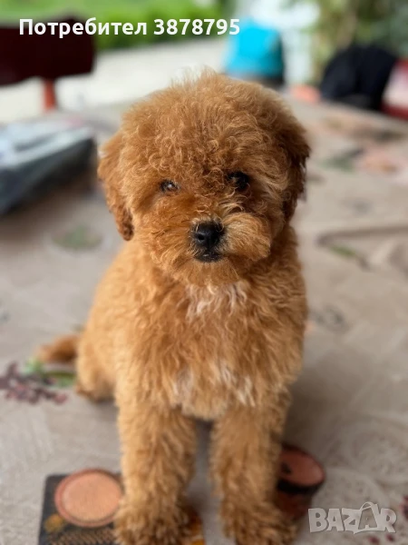 Пудел той, снимка 1