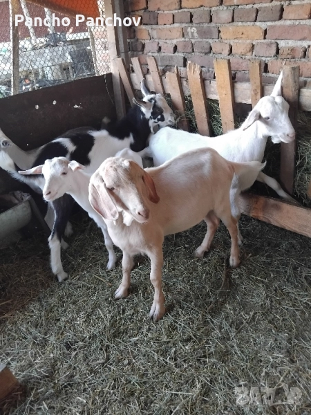 продавам ярета и кози , снимка 1