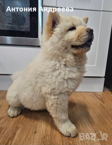 Женско Чау-Чау на две ваксини,здраво и игриво ., снимка 1