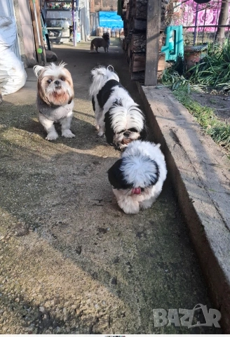 малка принцеса порода Ши тцу , снимка 5 - Ши Тцу - 53201246