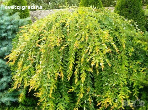 Salix integra pendula (Японска плачеща върба), снимка 3 - Градински цветя и растения - 50584345