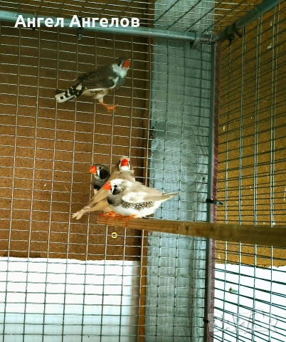 зеброви амадини , снимка 5 - Амадини - 53275693