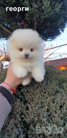Померан померанче, снимка 4 - Померан - 32224994