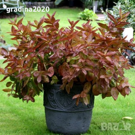 Вайгела  - Налични 4 вида, снимка 5 - Разсади - 42940747