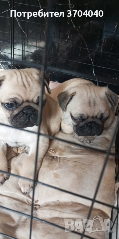бебе мопс момче търси грижовно и любящо семейство!, снимка 6 - Други животни - 53559109
