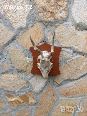 Ловен трофей от сръндак, снимка 7 - Други - 37542518