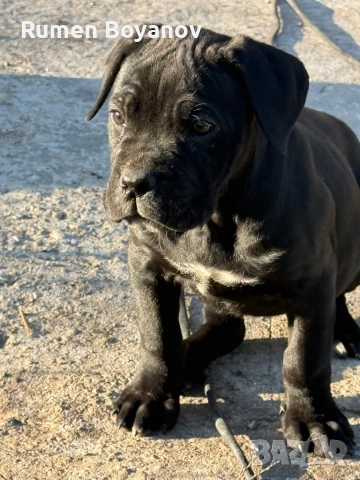 Кане Корсо , снимка 4 - Кане корсо - 52678102