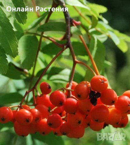 Офика - Sorbus aucuparia, снимка 2 - Градински цветя и растения - 27628404