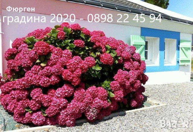 Хортензия, снимка 1 - Градински цветя и растения - 27905615