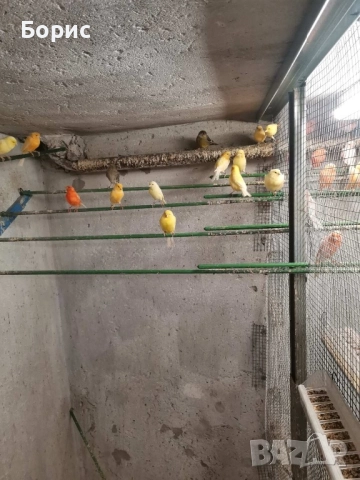 Канарчета, снимка 2 - Канари - 51747549
