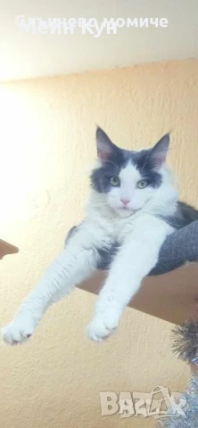  Търсим мъжки Мейн Кун с родословие