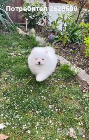 Померан, снимка 1