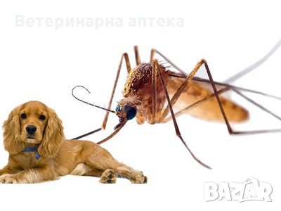 Предпазете кучето си от заразени комари!!!, снимка 2 - Ветеринари и услуги - 26358981