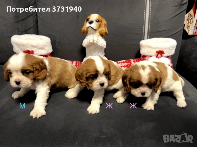 Кавалер кинг чарлз шпаньол, снимка 2 - Кавалер кинг чарлз шпаньол - 52532204
