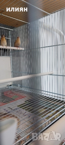 Среброклюни амадини, снимка 4 - Амадини - 52679414