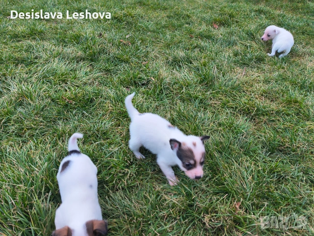 Тези малки сладури си търсят дом :), снимка 5 - Чихуахуа - 53519919