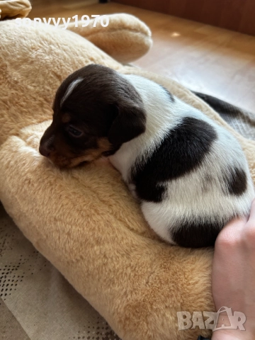 ДЖАК РЪСЕЛ-250ЛВ ЗА СЛАДУРЧЕ 1009250757, снимка 5 - Джак ръсел териер - 51662102