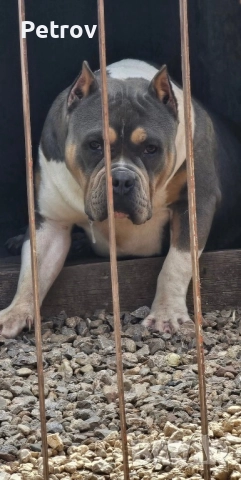 Американско були, снимка 2 - Други - 52222893