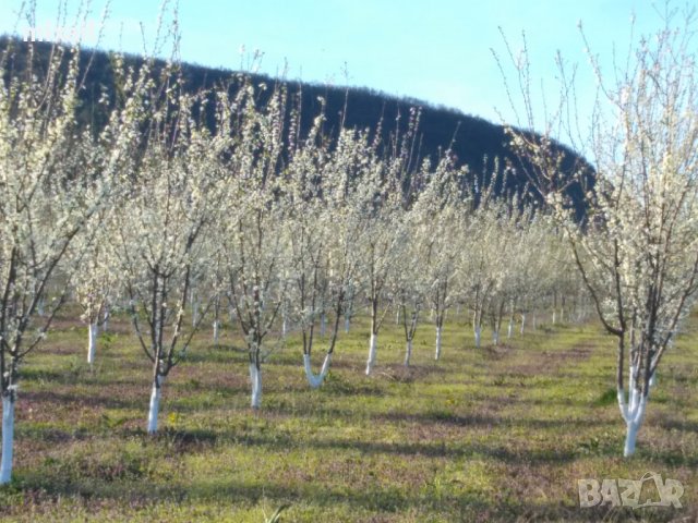 Продава 200 декара земеделска земя, снимка 2 - Земеделска земя - 20856473