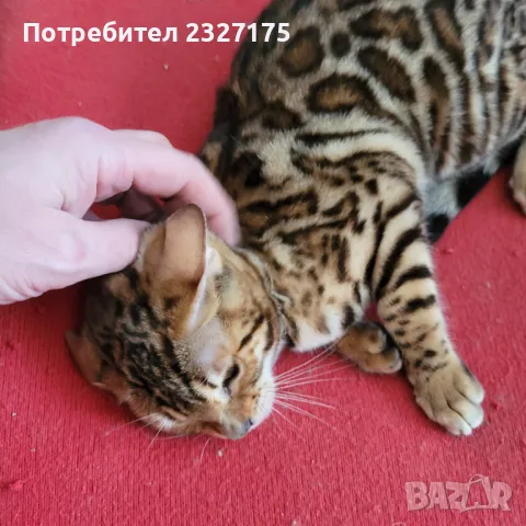 Бенгалска котка, снимка 11 - Бенгалски - 25815287