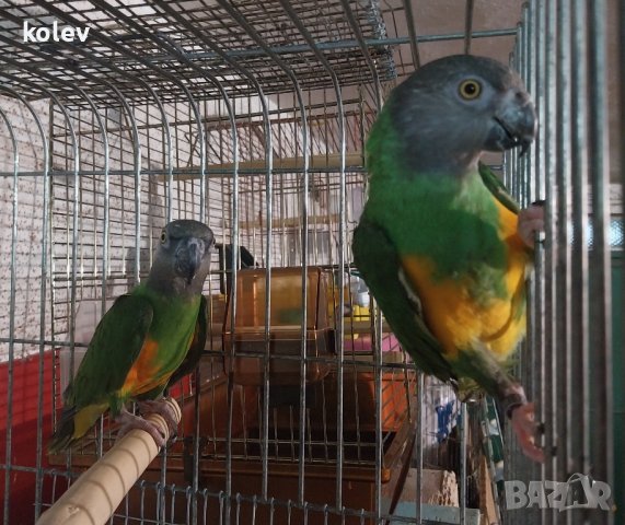 Сенегалски папагали чифт , снимка 4 - Папагали - 43090238