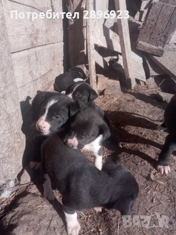 Бордър коли, снимка 1